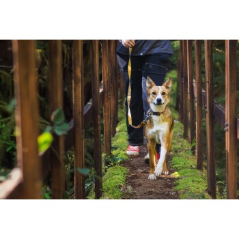 Eine Person führt einen Hund auf einer Holzbrücke, umgeben von Grün, mit Moos, das den Boden bedeckt, und einer Leine in der Hand.