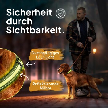 Ein Mann führt einen Golden Retriever mit einem leuchtend grünen Halsband mit LED-Lichtern und reflektierenden Nähten, das Sicherheit durch Sichtbarkeit fördert.