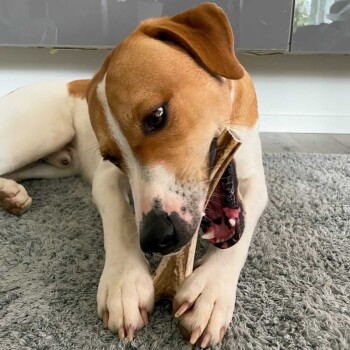 Ein verspielter Hund mit braun-weißen Fell kaut auf einem großen Knochen und liegt auf einem weichen grauen Teppich in einem hellen Raum.