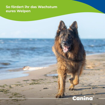 Langhaariger Deutscher Schäferhund an einem sandigen Strand; Text: ‚So fördert ihr das Wachstum eures Welpen‘ und ‚Canina‘
