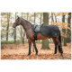 Ein braunes Pferd steht in einem Wald mit Herbstblättern, trägt eine schwarze, gesteppten Satteldecke und Beinschoner, mit Zügeln befestigt.