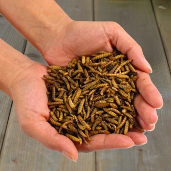 Hände halten einen Haufen getrockneter Mehlwürmer auf einer Holzoberfläche, verwendet als Haustierfutter oder Reptilienfutter.