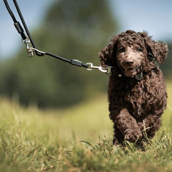 Lockiger brauner Hund läuft auf Gras, trägt schwarze Leine und Halsband im Freien mit unscharfem grünem Hintergrund.