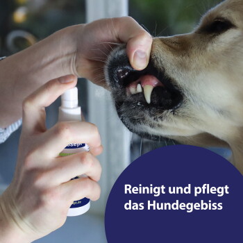 Hand sprüht Zahnpflegespray in das Maul eines Hundes; Nahaufnahme des Mundes. Text: "Reinigt und pflegt das Hundgebiss".