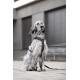 Ein grau-weißer gescheckter Hund, der ein schwarzes Geschirr trägt, sitzt auf einem gepflasterten Untergrund und schaut aufmerksam in die Kamera.