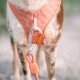Eine Nahaufnahme eines Hundes, der ein korallenmusterndes Geschirr trägt, gesichert mit einem silbernen Karabiner und einer orangefarbenen Leine mit einem "Woolly Wolf"-Tag.