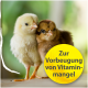 Zwei Küken, eines gelb und eines braun, mit einem gelben runden Etikett, das in fettem Text 'Zur Vorbeugung von Vitaminmangel' besagt.
