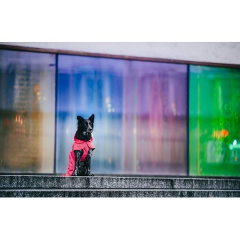 Ein schwarzer Hund, der einen leuchtend roten Regenmantel trägt, sitzt auf Steinstufen vor einem bunten, verschwommenen Glas-Hintergrund.