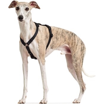 Ein schlanker, gestromter Hund mit einem schwarzen Geschirr steht aufrecht vor einem weißen Hintergrund.