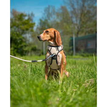 Ein Beagle sitzt auf einer grasbewachsenen Fläche, trägt ein beiges Geschirr und eine Leine, mit Bäumen und einem blauen Himmel im Hintergrund.