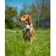 Hundegeschirr beige L