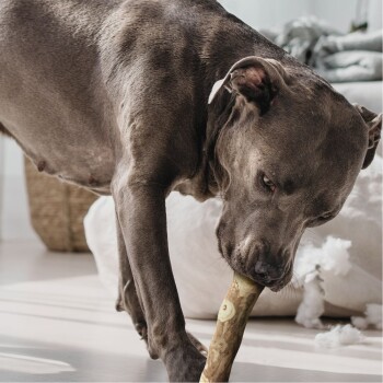Ein grauer Hund, der auf einem natürlichen Kauknochen kaut, mit einer gemütlichen Wohnumgebung im Hintergrund, die weiche Möbel zeigt.