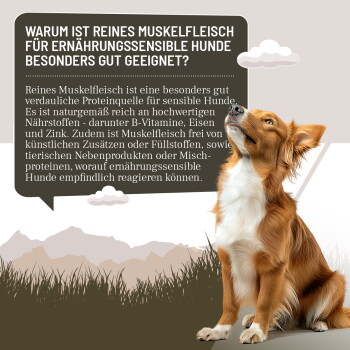 Fünf REAVET+-Dosen (Hirsch, Kaninchen, Ziege, Pferd, Känguru) auf einem Holzregal; an der Wand steht „PURES MUSKELFLEISCH“ und ein Stempel „100% PUR“