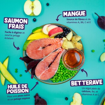 Bol de saumon, pois, mangue, tranches de pomme, betterave et huile de poisson. Texte visible : SAUMON FRAIS, MANGUE, HUILE DE POISSON, BETTERAVE.