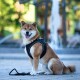 Shiba Inu Hund trägt ein schwarzes Geschirr und sitzt auf dem Gehweg mit einer Leine, unscharfer Brunnen und Grün im Hintergrund.