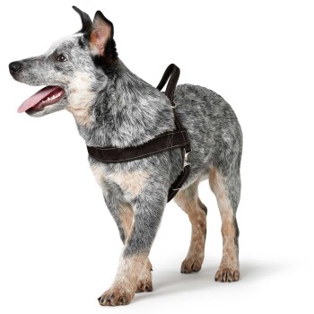 Ein glücklicher blauer Heeler-Hund mit einem braunen Geschirr, der vor einem weißen Hintergrund mit herausgestreckter Zunge steht.