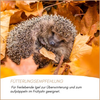 Igel, zusammengerollt zwischen Herbstblättern mit Einblendung von Futter, Text auf Deutsch über ganzjährige Winterpflege.