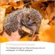 Igel, zusammengerollt zwischen Herbstblättern mit Einblendung von Futter, Text auf Deutsch über ganzjährige Winterpflege.
