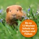 Ein Meerschweinchen im grünen Gras mit blauen Blumen und einem orangefarbenen Etikett mit der Aufschrift "Bis zu 12 Wochen Schutz vor Zecken und Flöhen."