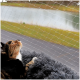 Eine dreifarbige Katze, die auf einer flauschigen grauen Decke liegt und durch ein Schutznetz auf eine ruhige Aussicht auf Wasser und Grün blickt.