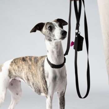 Ein grau-weißer Hund trägt ein schwarzes Geschirr und schaut neugierig nach oben, während eine Person im Hintergrund eine schwarze Leine hält.