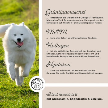 Zwei verspielte Hunde, die am Strand rennen, mit einem Text, der Vitalität durch hochwertige Zutaten fördert: Grünlippmuschel, Kollagen und MSM.