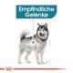 Illustration eines Husky-Hundes mit hervorgehobenen Gelenken, begleitet von dem Text "Empfindliche Gelenke", der auf empfindliche Gelenke hinweist.
