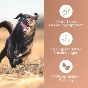 Ein schwarzer Hund läuft auf einem Feld neben dem Text: 'fördert den Bewegungsapparat,' 'für unspezifischen Entzündungen,' '100% natürliche Wirkung.'