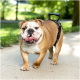 Ein glücklicher Bulldogge, die ein schwarzes Geschirr trägt, läuft auf einem Weg, umgeben von grünem Gras und Bäumen, und streckt die Zunge heraus.