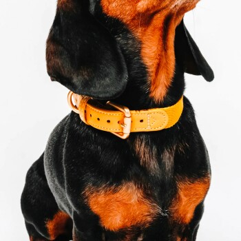 Eine Nahaufnahme eines schwarz-braunen Hundes mit einem leuchtend gelben Halsband, das sein glänzendes Fell und seine aufmerksame Haltung zeigt.