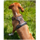 Ein brauner Hund, der ein schwarzes und braunes Geschirr trägt, sitzt aufmerksam in einem üppigen grünen Feld, mit einem verschwommenen Hintergrund von Bäumen.