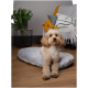 Ein flauschiger Hund sitzt auf einem weichen grauen Haustierbett in einem gemütlichen Wohnzimmer, umgeben von einer grünen Pflanze und bunten Kissen.