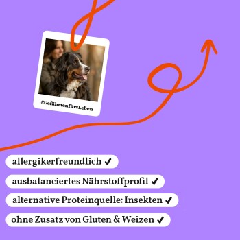 Foto eines Berner Sennenhunds mit Text, der allergenfreundliche, ausgewogene Nährstoffe, Insektenprotein, gluten- und weizenfrei hervorhebt.