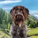 Country Selection Adult 6 x 400 g Bretagne z kaczką i kurczakiem