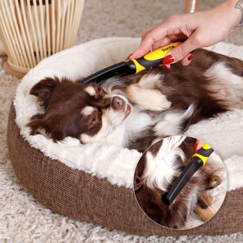 Eine Hand verwendet ein gelb-schwarzes Pflegewerkzeug an einem entspannten braun-weißen Chihuahua, der in einem gemütlichen Hundebett liegt.