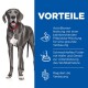 Ein Deutscher Dogge mit einem roten Halsband steht links; rechts steht "VORTEILE" in fettem weißen Text auf blauem Hintergrund, der die Vorteile von Hundefutter auflistet.