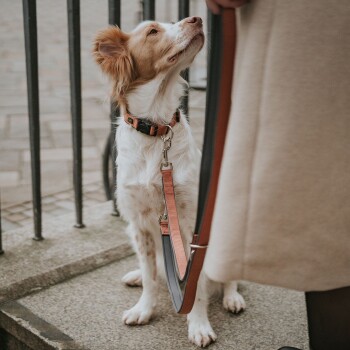 Nahaufnahme eines freundlichen Hundes mit einem hellbraunen und weißen Fell, der ein schwarz-oranges Halsband trägt und zu einer Person aufblickt, die eine Leine hält.