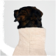 Ein brauner und schwarzer Hund, der in ein weiches beiges Handtuch gewickelt ist, von hinten betrachtet, mit einem neutralen Hintergrund.