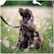 Ein brauner, lockiger Hund sitzt auf einem Löwenzahnfeld und schaut nach oben, mit einer Leine, die an einem blau-grünen Halsband befestigt ist.