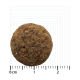Nahaufnahme eines runden Haustierfutterkibbles auf einem Maßraster, das seine strukturierte Oberfläche und braune Farbe zeigt.