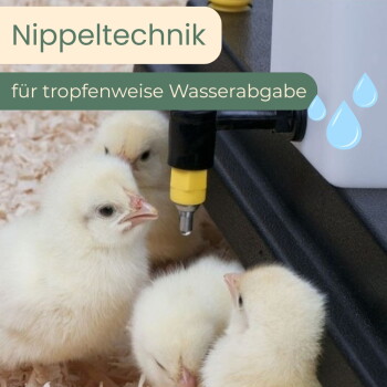 Drei gelbe Küken unter einer Nippeltränke mit Tropfen-Grafik; Text 'Nippeltechnik' und 'für tropfenweise Wasserabgabe'.