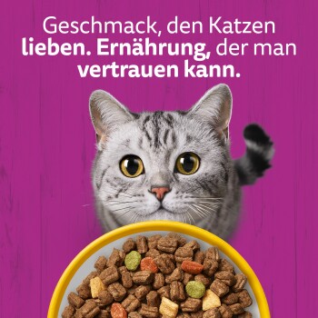 Grau getigerte Katze mit gelben Augen hinter einem Napf mit Trockenfutter auf violettem Hintergrund; sichtbarer Text: 'Geschmack, den Katzen lieben.'