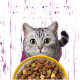 Grau getigerte Katze mit gelben Augen hinter einem Napf mit Trockenfutter auf violettem Hintergrund; sichtbarer Text: 'Geschmack, den Katzen lieben.'