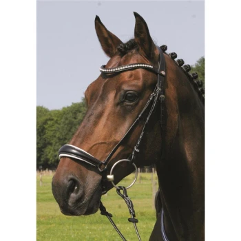 Nahaufnahme eines braunen Pferdes, das ein schwarzes Zaumzeug mit einem dekorativen silbernen Stirnriemen trägt, vor einem grünen Feldhintergrund.