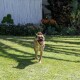Brauner Hund läuft auf grünem Gras mit Garten und Blumen im Hintergrund an einem sonnigen Tag.
