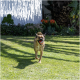 Brauner Hund läuft auf grünem Gras mit Garten und Blumen im Hintergrund an einem sonnigen Tag.