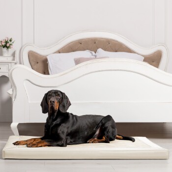 Ein schwarzer und brauner Dobermann liegt auf einem cremefarbenen Hundebett in einem stilvollen Raum mit einem gepolsterten beigen Kopfteil und einer kleinen Vase mit Blumen.