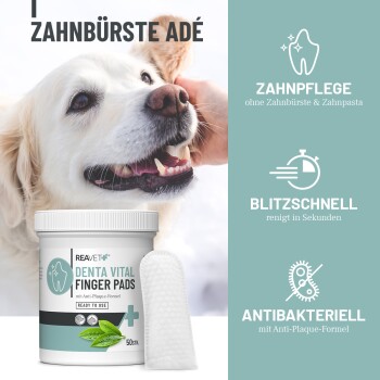 Glücklicher Golden Retriever mit offenem Mund neben Reavet Denta Vital Fingerpads für schnelle, antibakterielle Zahnpflege ohne Zahnbürste.