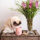 Eine flauschige cremefarbene und braune Katze inspiziert eine rosa Tasse mit der Aufschrift "LUCY BALU - HELLO KITTY" auf einer Holzkiste neben einer Vase mit Blumen.