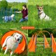 Collage aus vier Bildern von Hundesport: ein weißer Hund mit Stangen, ein glücklicher brauner Hund, der weiße Hund in einem Tunnel und Agility-Reifen, mit dem Logo "PFOTENWUNDER".